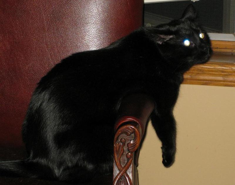 relaxing rascal.jpg